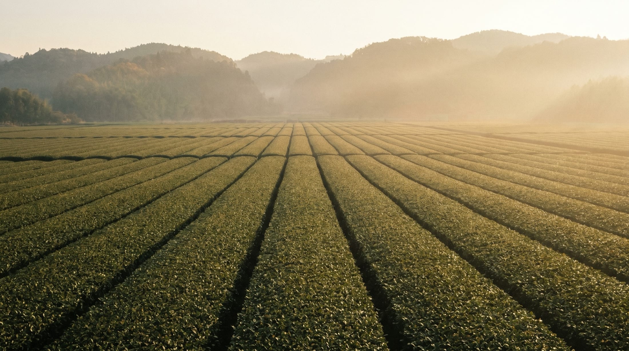 Campo de té sombreado en Japón